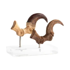 Toynami ECC Elite Creature Collectibles - Velociraptor Foot Claw and Fossil Claw Set - Jurassic Park