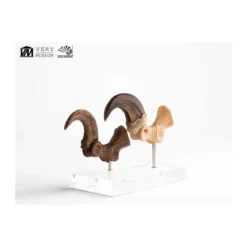 Toynami ECC Elite Creature Collectibles - Velociraptor Foot Claw and Fossil Claw Set - Jurassic Park
