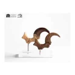 Toynami ECC Elite Creature Collectibles - Velociraptor Foot Claw and Fossil Claw Set - Jurassic Park