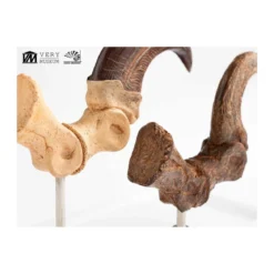 Toynami ECC Elite Creature Collectibles - Velociraptor Foot Claw and Fossil Claw Set - Jurassic Park