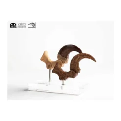 Toynami ECC Elite Creature Collectibles - Velociraptor Foot Claw and Fossil Claw Set - Jurassic Park