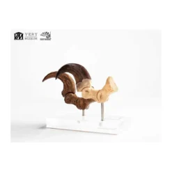 Toynami ECC Elite Creature Collectibles - Velociraptor Foot Claw and Fossil Claw Set - Jurassic Park