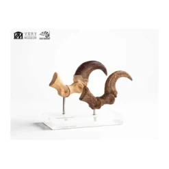 Toynami ECC Elite Creature Collectibles - Velociraptor Foot Claw and Fossil Claw Set - Jurassic Park