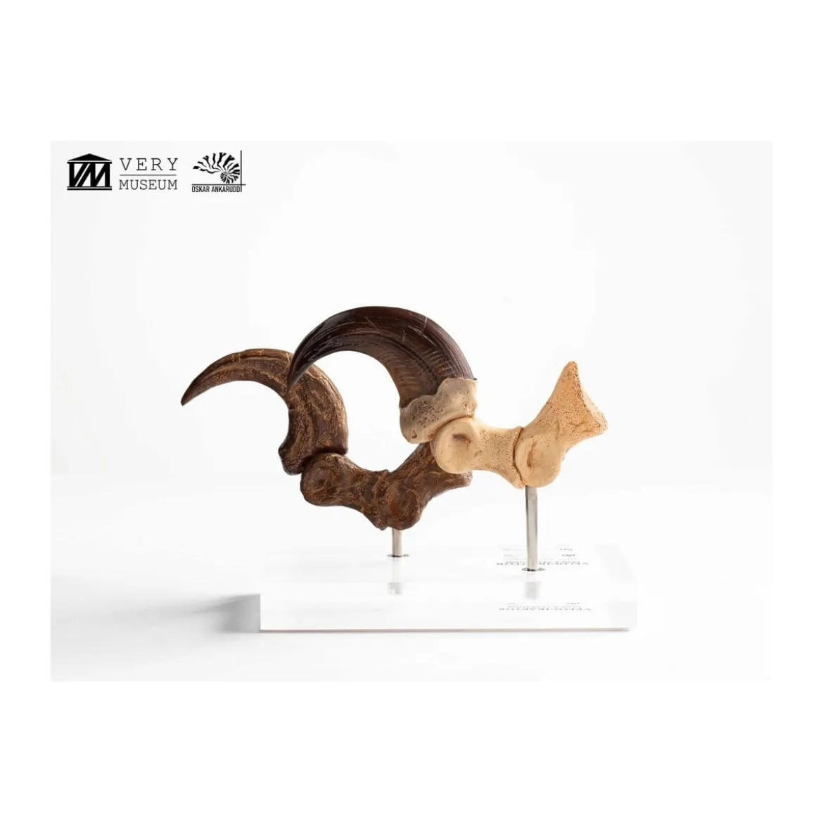 Toynami ECC Elite Creature Collectibles - Velociraptor Foot Claw and Fossil Claw Set - Jurassic Park