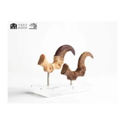 Toynami ECC Elite Creature Collectibles - Velociraptor Foot Claw and Fossil Claw Set - Jurassic Park