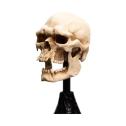 Weta - Le Seigneur des Anneaux - Skull of a Mordor Orc - LOTR