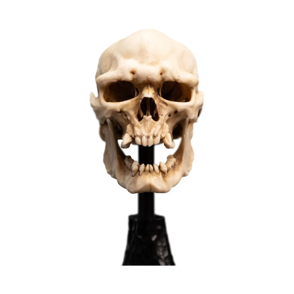Weta - Le Seigneur des Anneaux - Skull of a Mordor Orc - LOTR