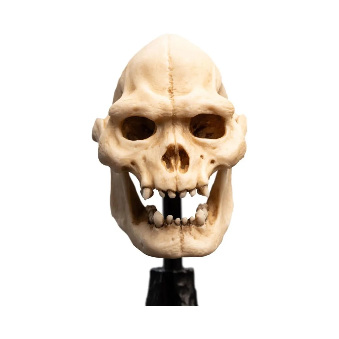 Weta - Le Seigneur des Anneaux - Skull of Lurtz - LOTR