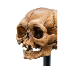 Weta - Le Seigneur des Anneaux - Skull of Gollum - LOTR