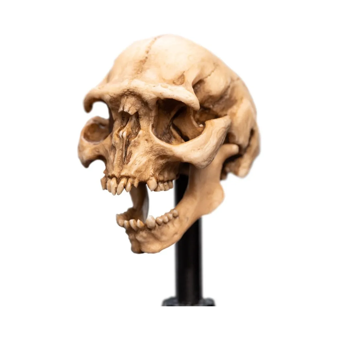 Weta - Le Seigneur des Anneaux - Skull of a Moria Orc - LOTR