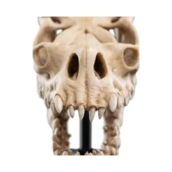 Weta - Le Seigneur des Anneaux - Skull of a Fell Beast - LOTR