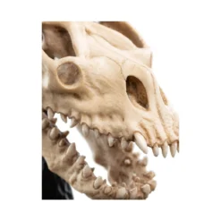 Weta - Le Seigneur des Anneaux - Skull of a Fell Beast - LOTR