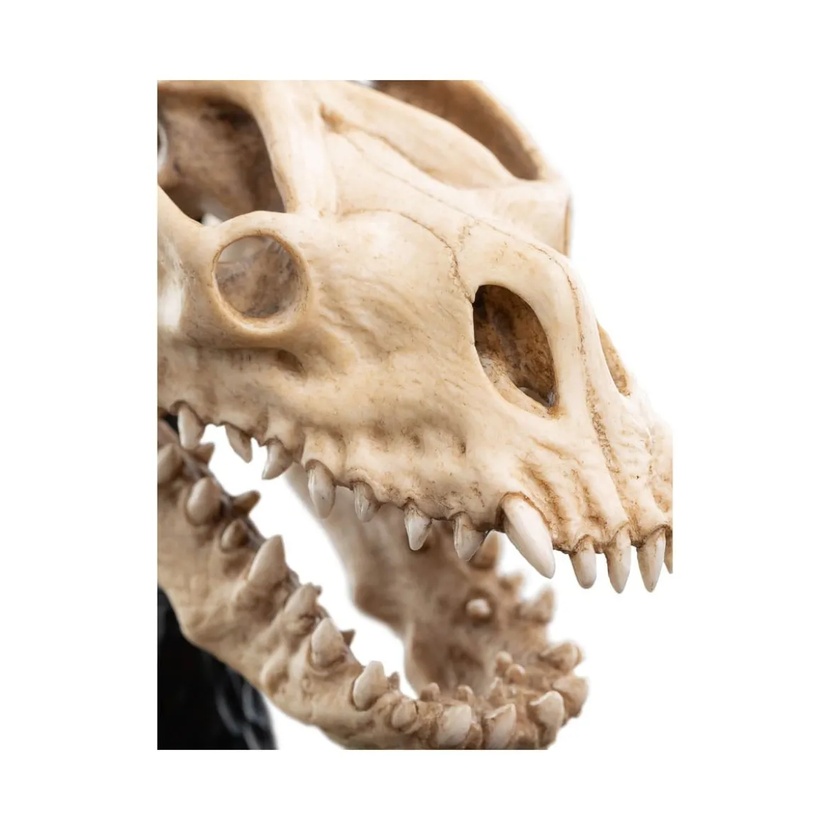 Weta - Le Seigneur des Anneaux - Skull of a Fell Beast - LOTR