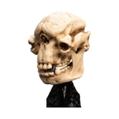 Weta - Le Seigneur des Anneaux - Skull of a Cave Troll - LOTR